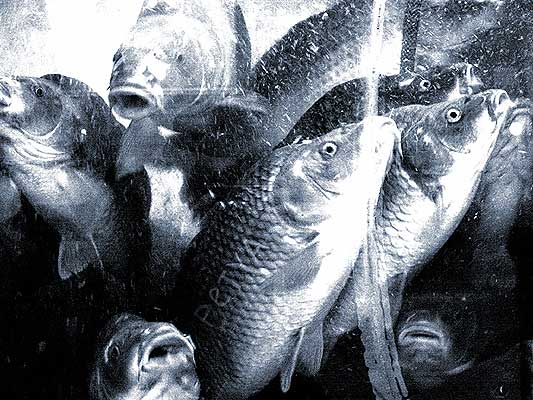"A fish named Petya has been released into Donau river by Oleg and Tanya"